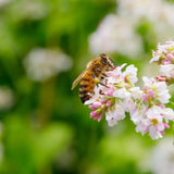 SPECIALTY Buckwheat Creamed Honey 280g