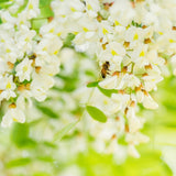 LOVE THE BEES Pure Acacia Honey (Squeezy) 430g