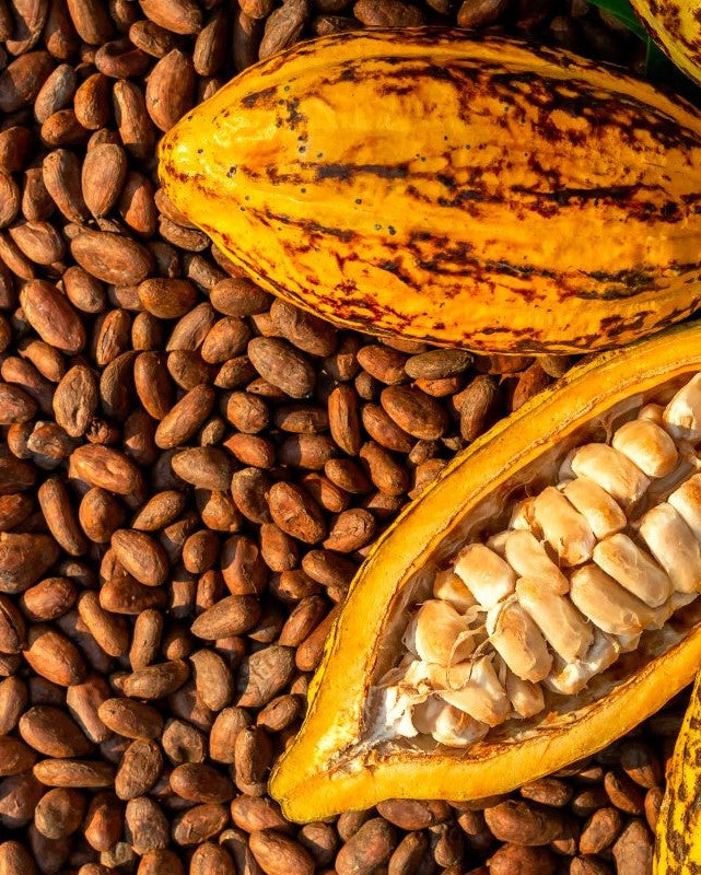 Honeyland Hazelnut Cocoa Honey