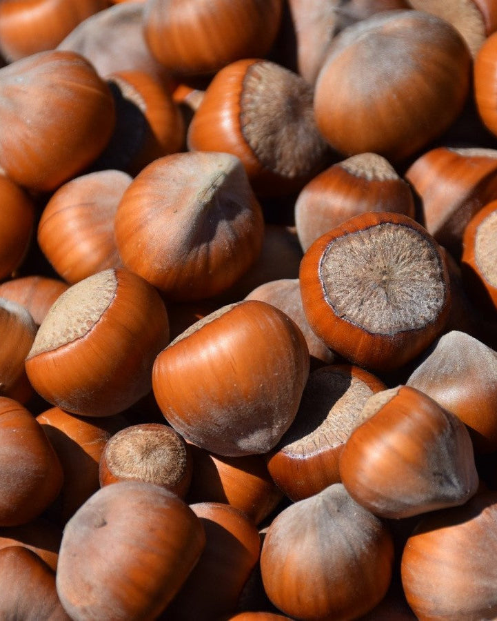 Honeyland Hazelnut Cocoa Honey