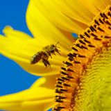 ESSENTIAL Sunflower Creamed Honey 280g