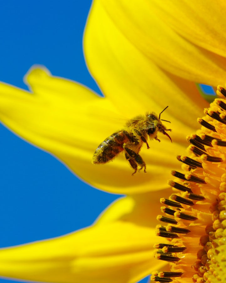 Honeyland Sunflower Honey