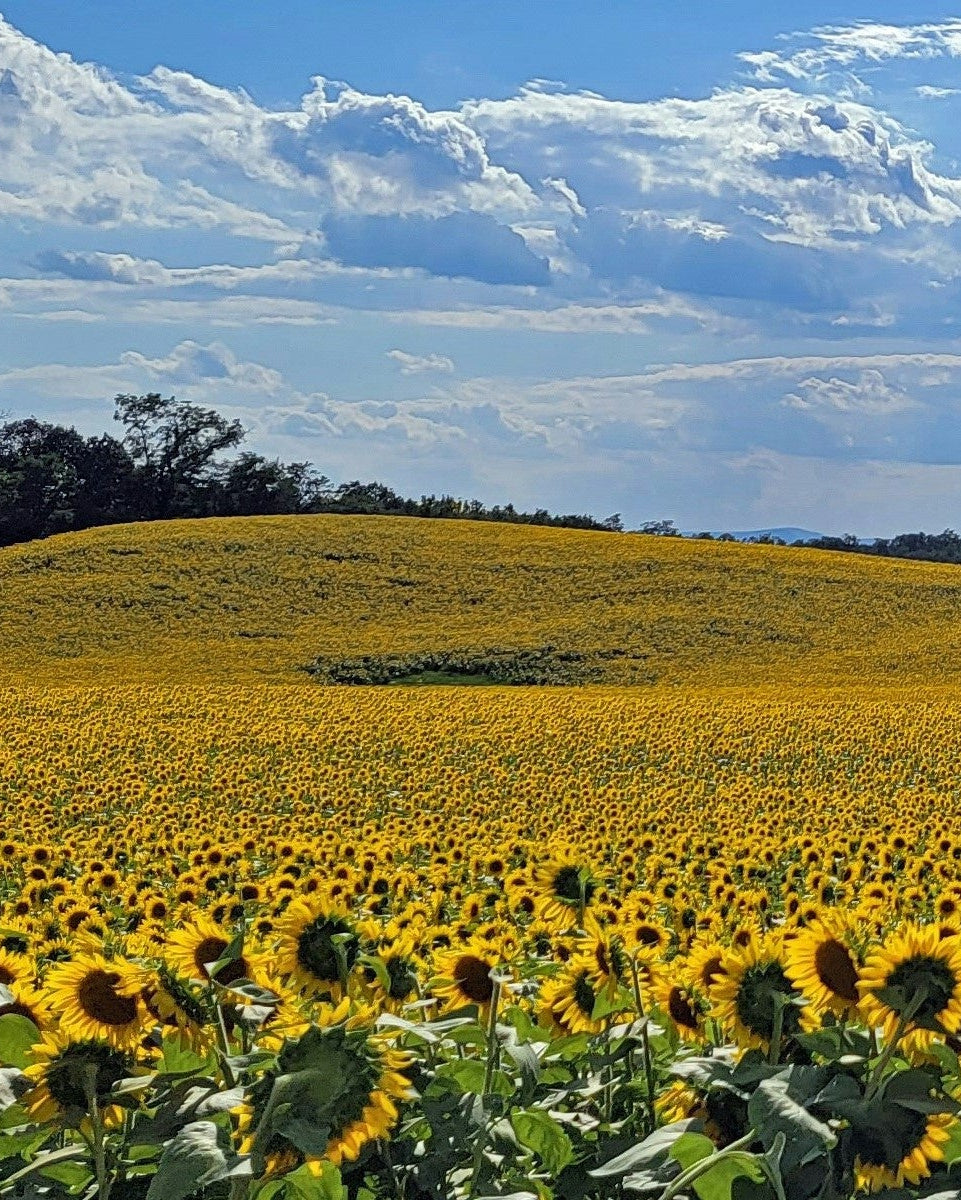 Honeyland Sunflower Field